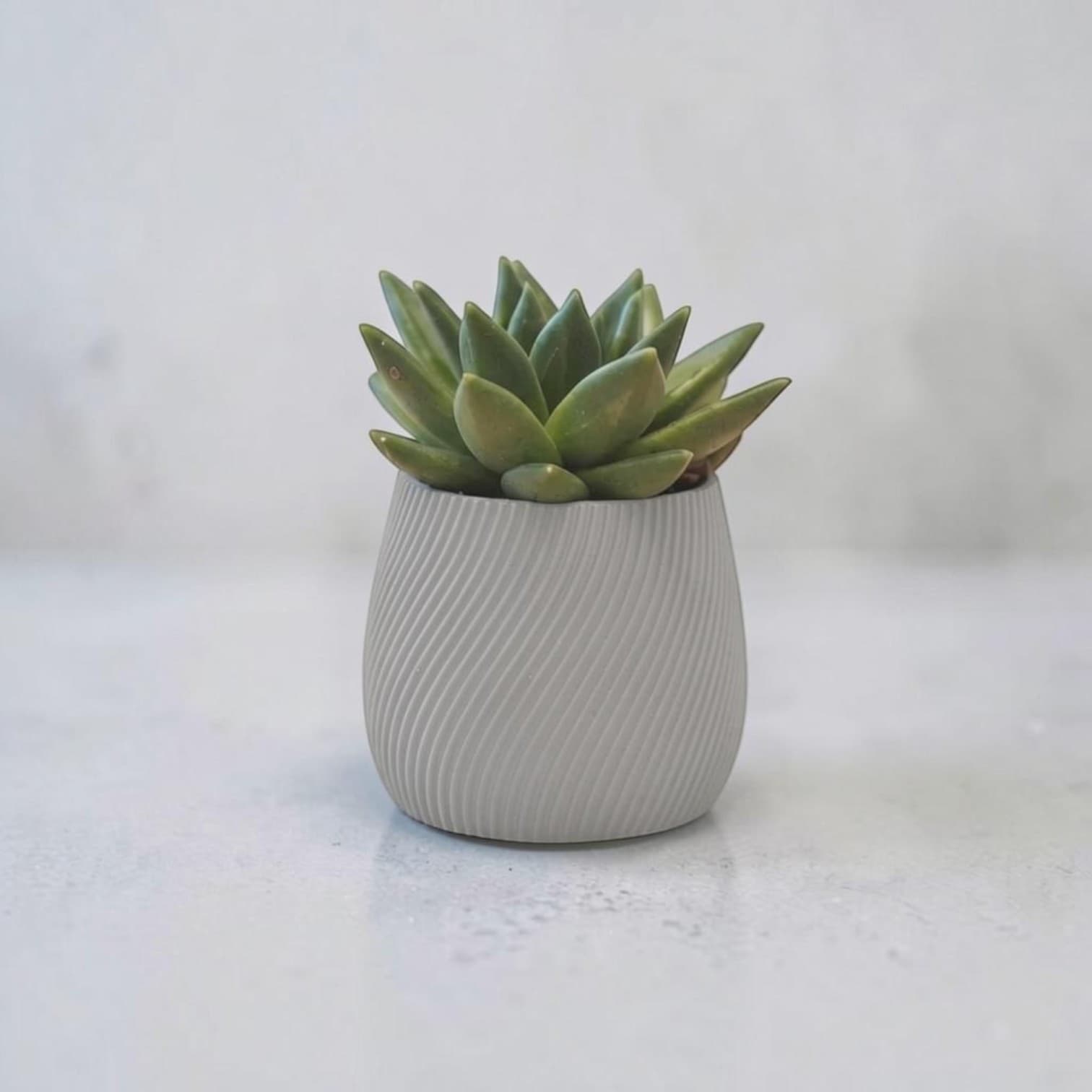 Modern Sarmal Desenli Mini Sukulent Saksısı