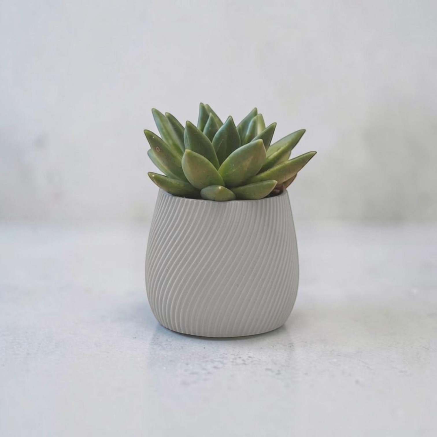 Modern Sarmal Desenli Mini Sukulent Saksısı